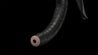 CUBE AXIAL WS GREYROSE & BLUSH | Cube Bike Store MX